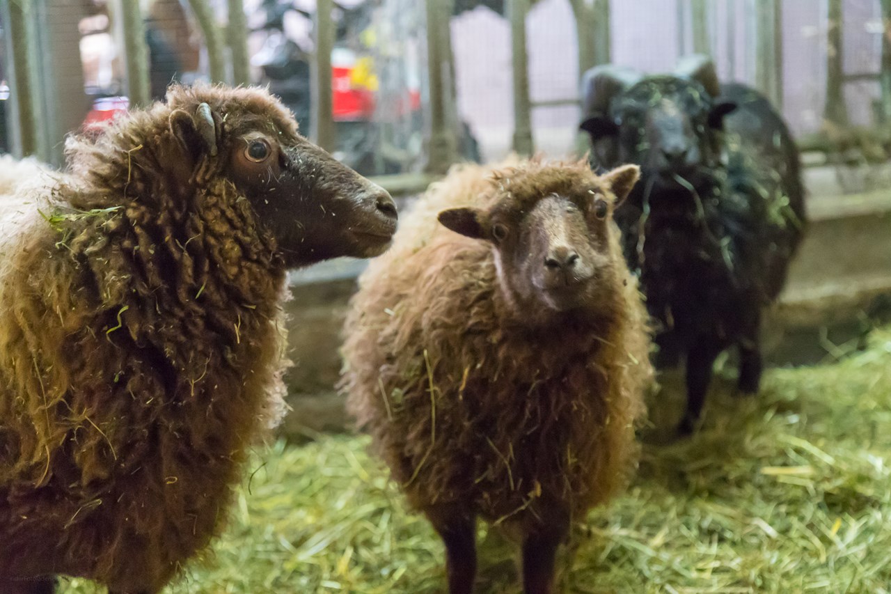 Wermenerhof I nostri animali Pecore nane