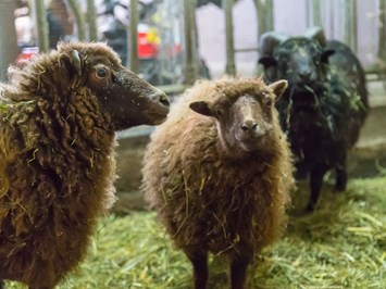 Wermenerhof I nostri animali Pecore nane