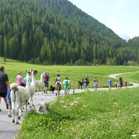 Ferien Bauernhof: Lama-Alpakawanderung im Sommer und Winter - Reiterhof Alpin Appart