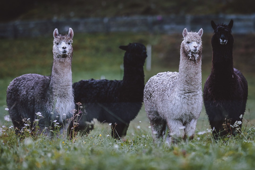 Tiere am Hof Alpakas Entdecke 22 passende Urlaubsbauernh fe