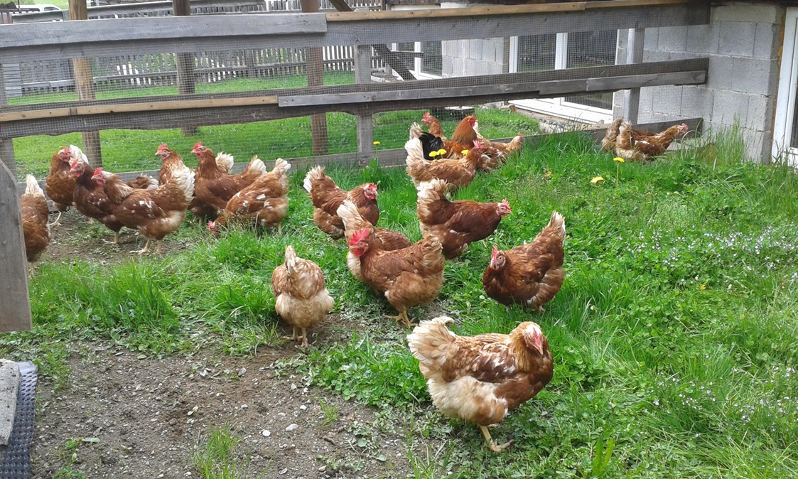 Ferien Bauernhof: Glückliche Hühner, leckere Eier - Reiterhof Alpin Appart