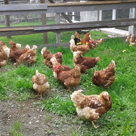 Ferien Bauernhof: Glückliche Hühner, leckere Eier - Reiterhof Alpin Appart