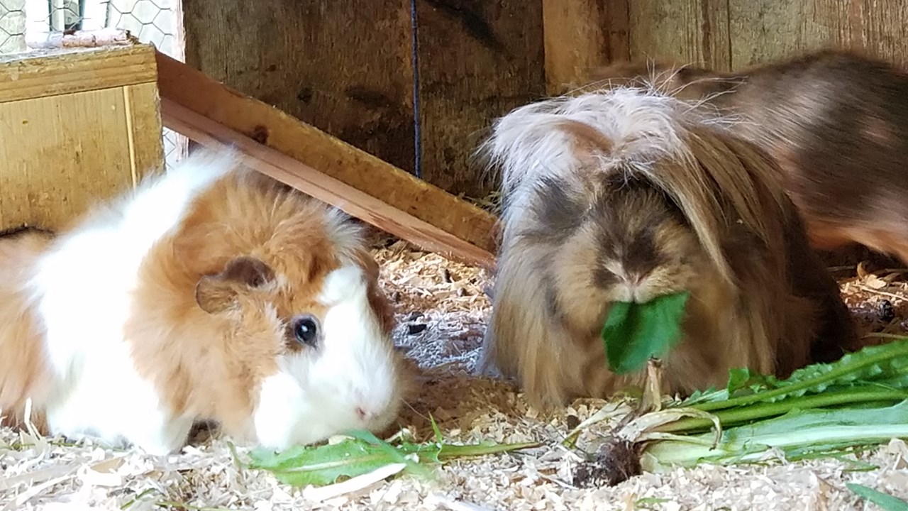 Reiter- & Alpakahof Alpin Appart Onze dieren Cavia