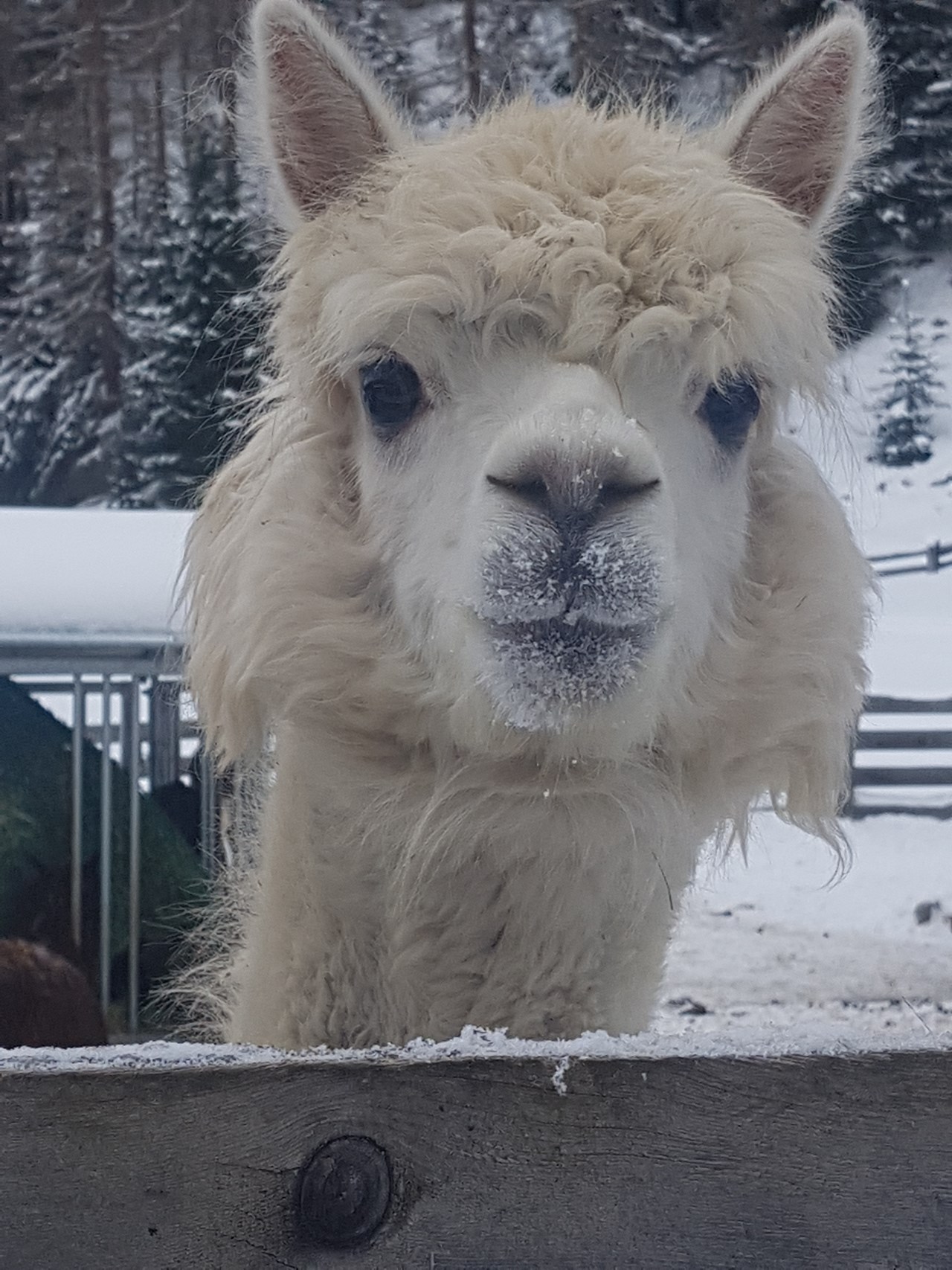 Reiter- & Alpakahof Alpin Appart Onze dieren Alpaca's