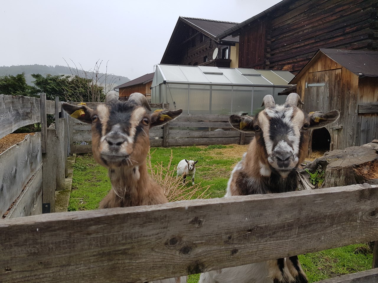 Reiter- & Alpakahof Alpin Appart Onze dieren Geiten Seppi, Frieda en Alma