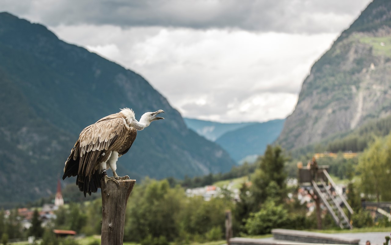 Reiterhof Alpin Appart Ausflugsziele Greifvogelpark