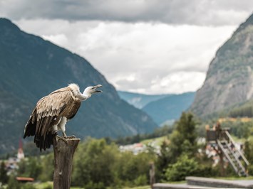 Reiterhof Alpin Appart Ausflugsziele Greifvogelpark
