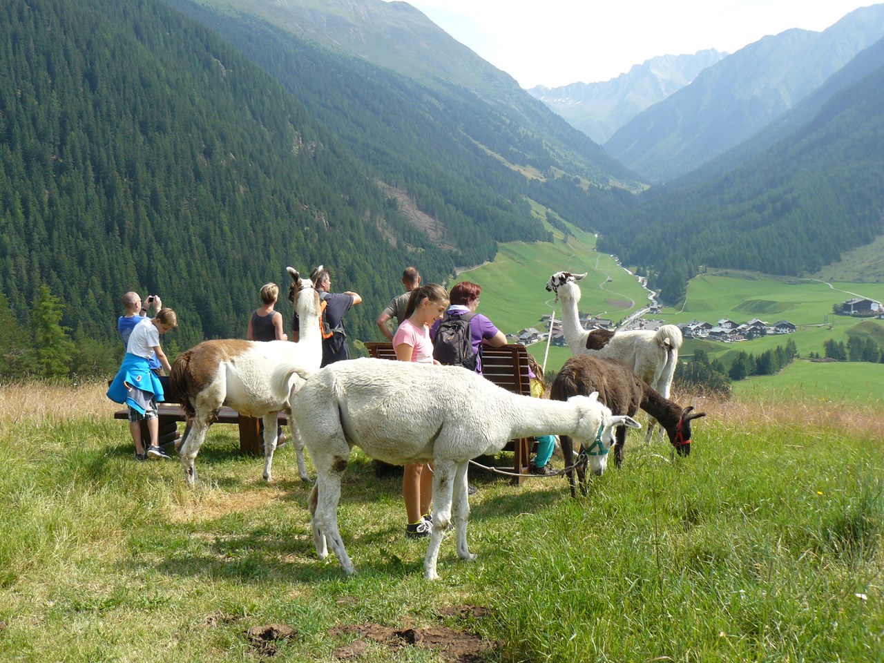 Reiterhof Alpin Appart unsere Tiere Lamas
