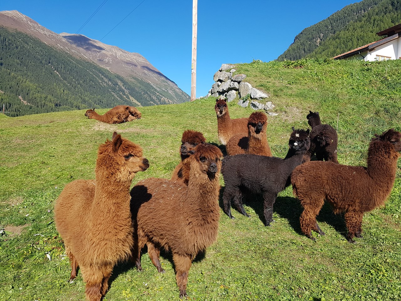 Reiterhof Alpin Appart unsere Tiere Alpakas