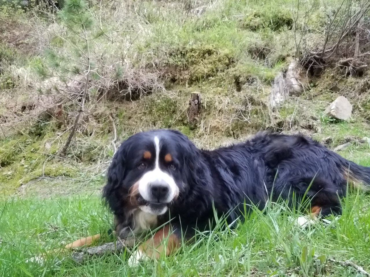 Reiterhof Alpin Appart unsere Tiere Hofhund Zeus