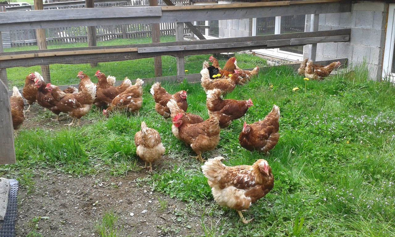 Reiterhof Alpin Appart unsere Tiere Glückliche Hühner