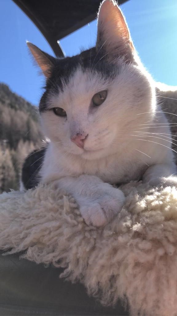 Reiterhof Alpin Appart unsere Tiere Katze Max