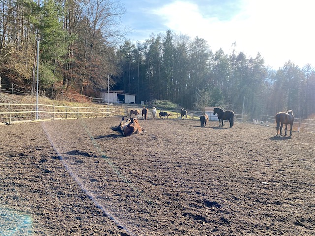 Ferien Bauernhof: Die Pferdeherde beim Wälzen und Sonnen am Viereck. - NaturGut Kunterbunt 