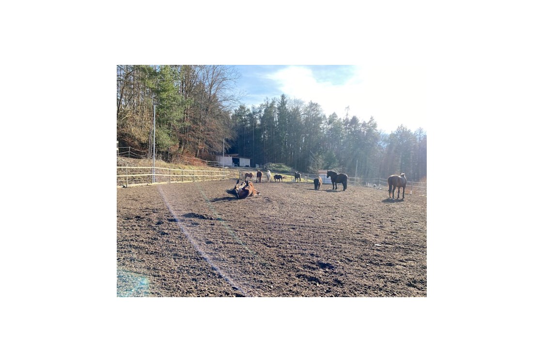 Ferien Bauernhof: Die Pferdeherde beim Wälzen und Sonnen am Viereck. - NaturGut Kunterbunt 