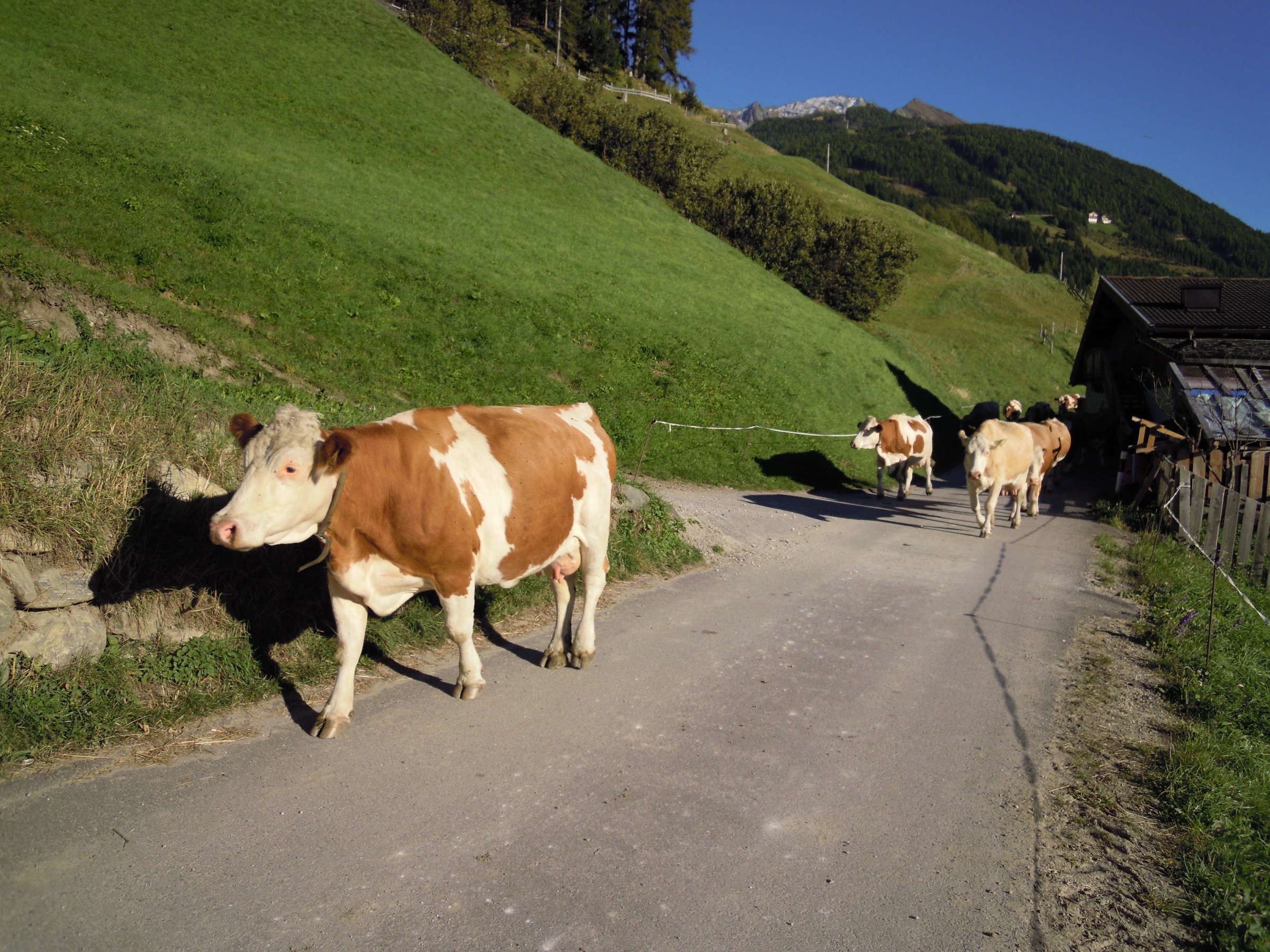 Bauernhof Wachtlerhof Our animals 
