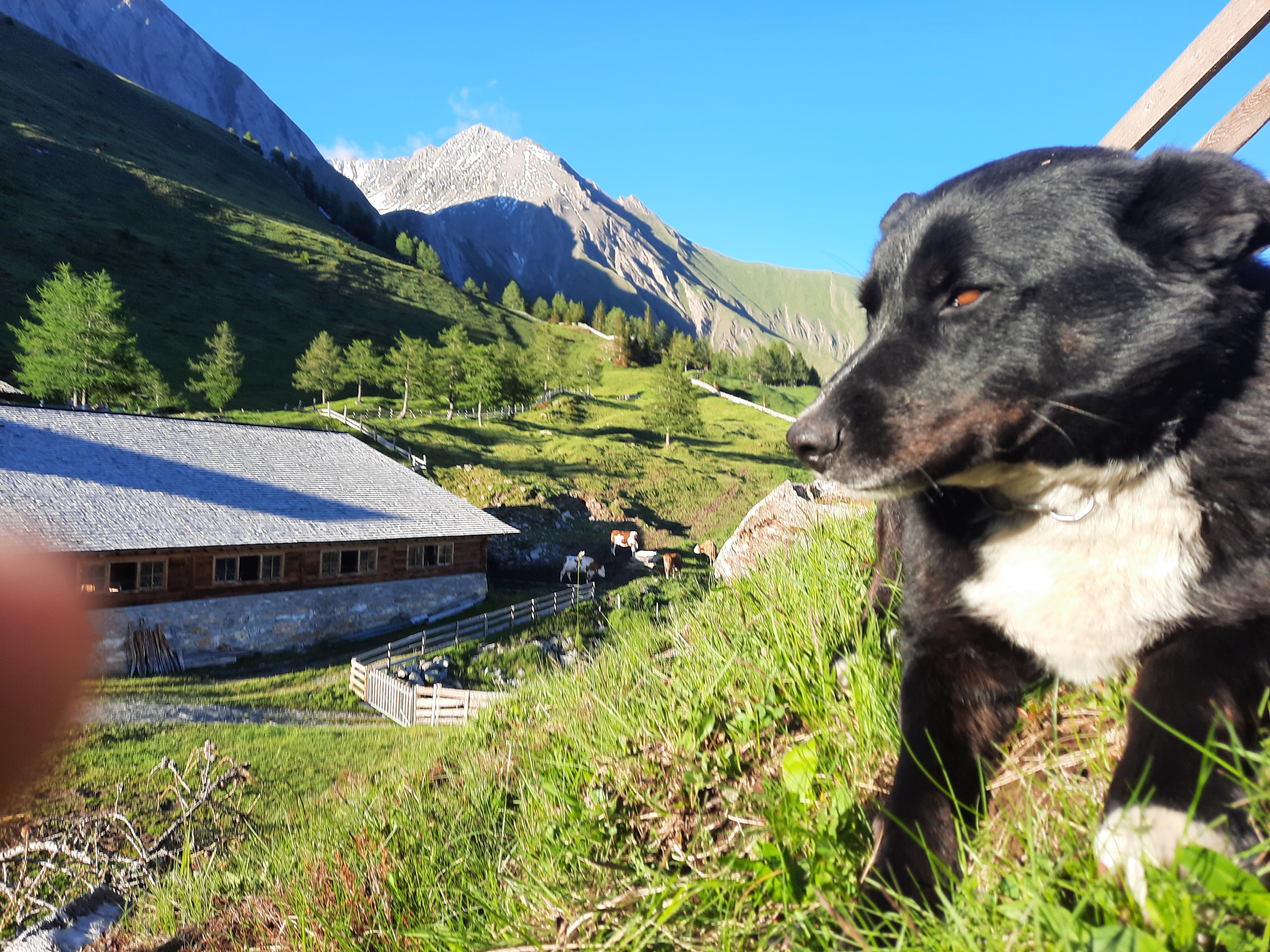 Bauernhof Wachtlerhof Our animals Domestic dog “Waldi”