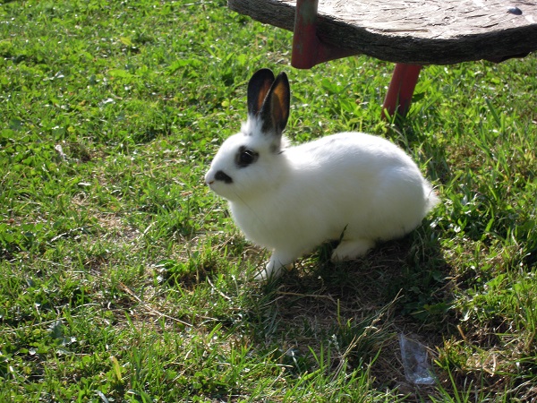 Bauernhof Wachtlerhof Our animals Rabbits