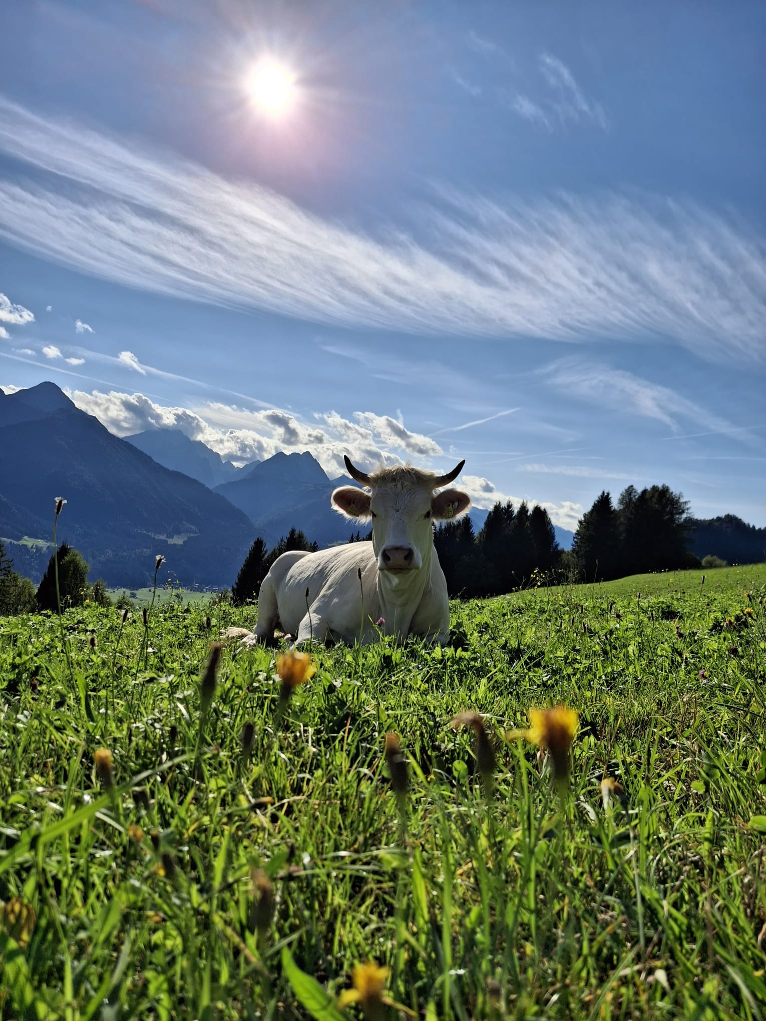Ferien Bauernhof: lerne das seltene Kärntner Blondvieh kennen - Hauserhof am Goldberg