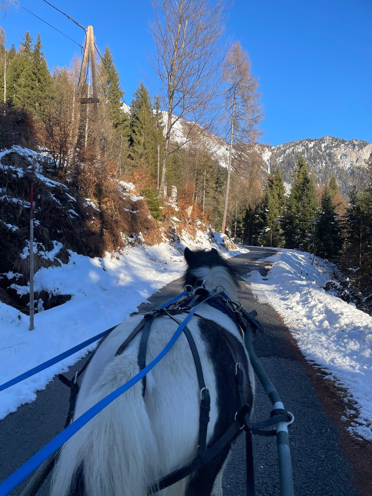Hauserhof am Goldberg Onze dieren pony