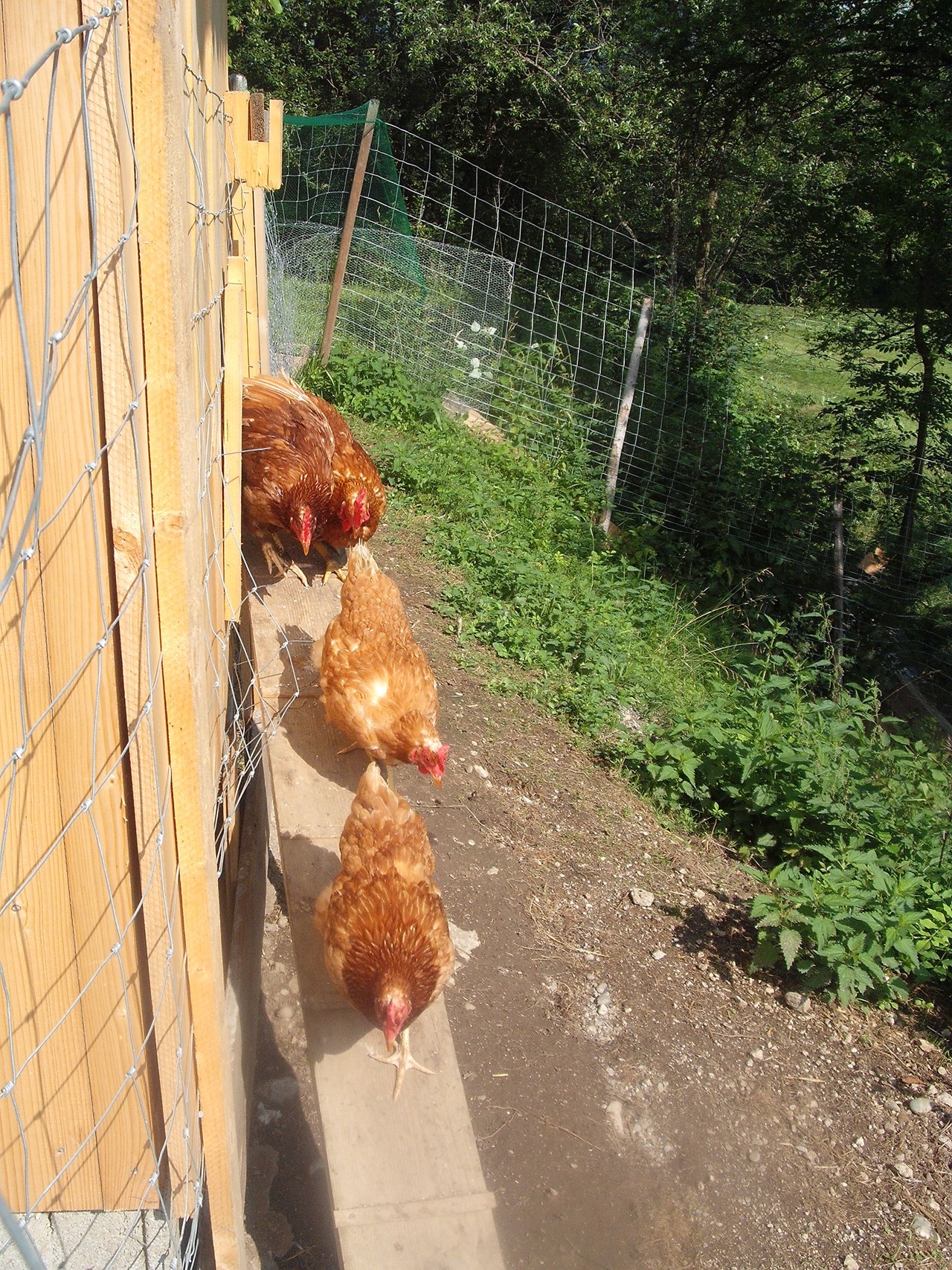 Großwolfing Our animals Chicken