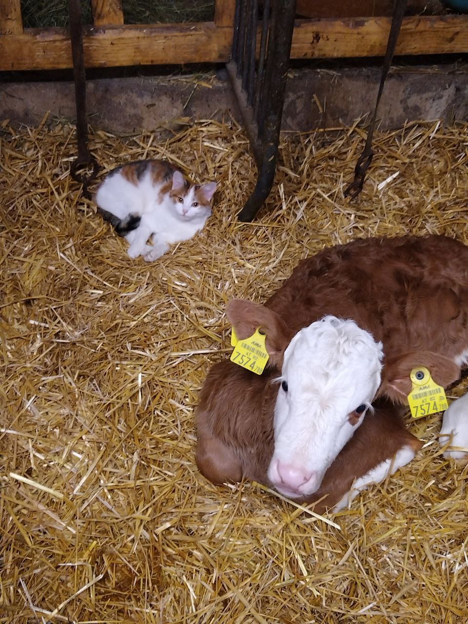 Großwolfing Onze dieren Onze katjes