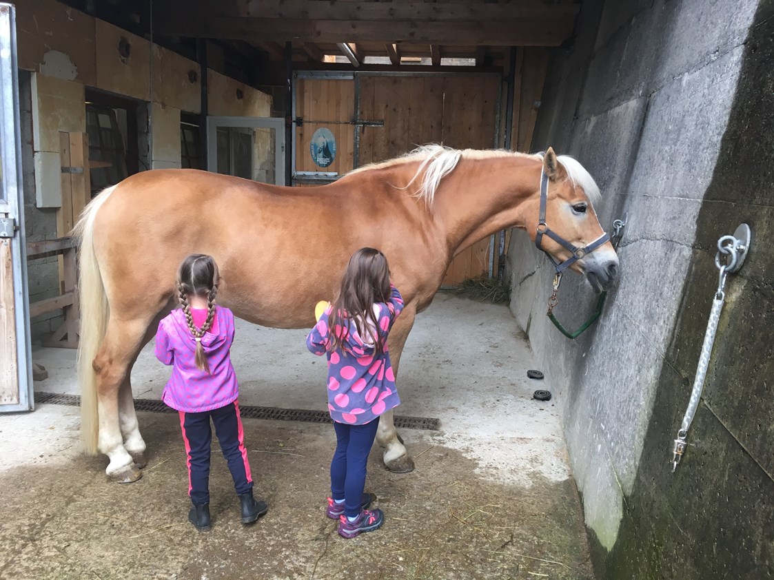 Ferien Bauernhof: Pferdepflege am Veitenhof - Bio und Reiterhof der Veitenhof