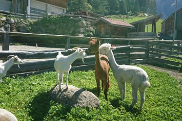 Ferien Bauernhof: Unsere Ziegen und Alpakas - Bio und Reiterhof der Veitenhof