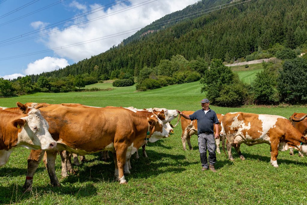 Biohof Brunner Onze dieren Koeien in de weide