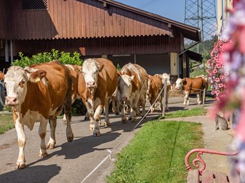 Bauernhof Malehof, Familie Struger unsere Tiere Rinder