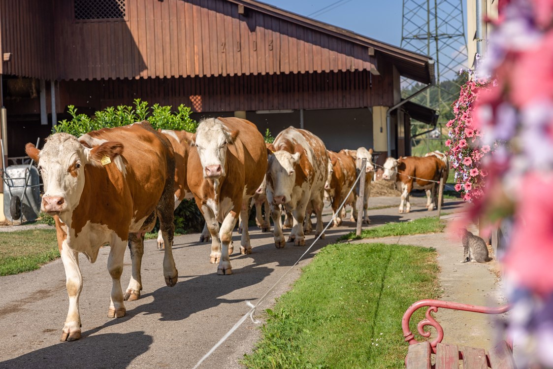 Ferien Bauernhof: Milchkühe vom Weidegang - Bauernhof Malehof, Familie Struger