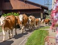 Ferien Bauernhof: Milchkühe vom Weidegang - Bauernhof Malehof, Familie Struger