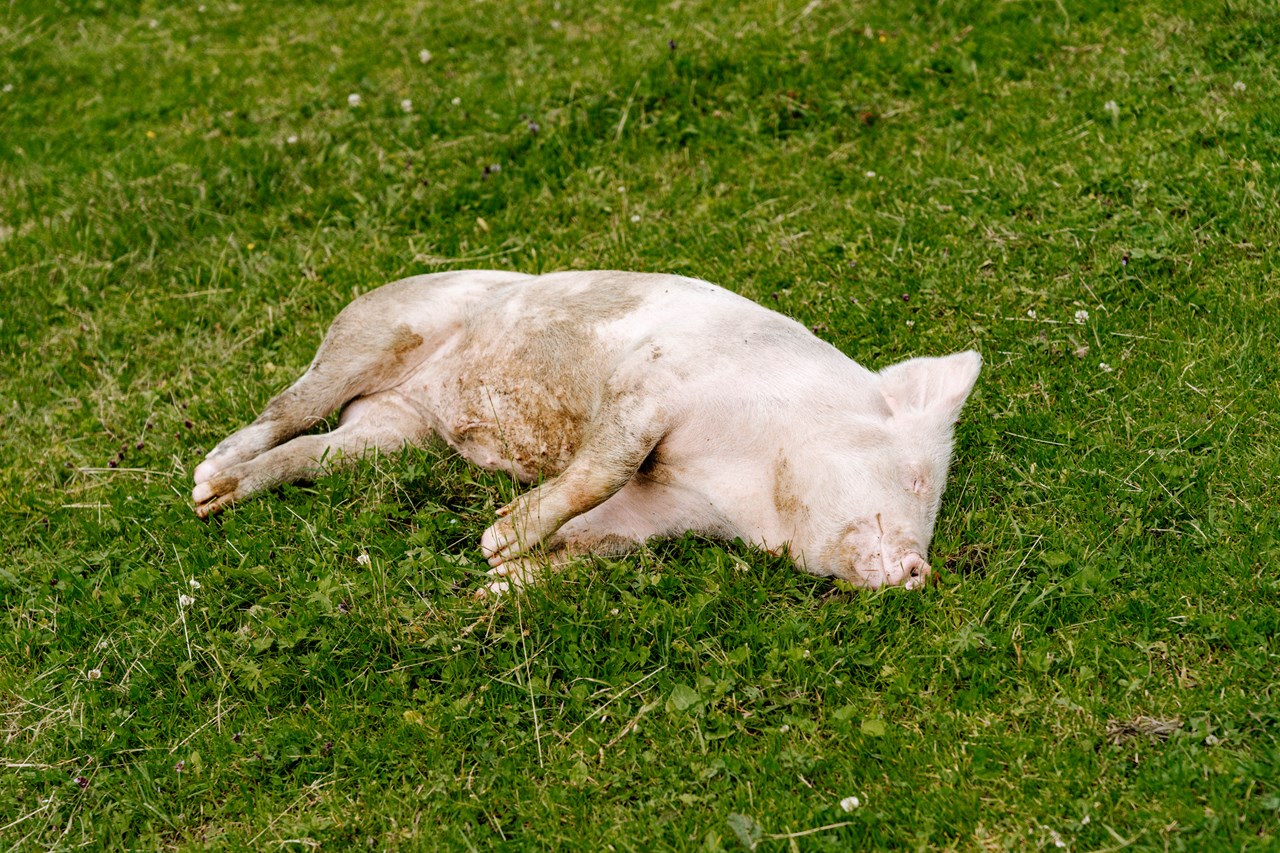 Smaragdalm unsere Tiere 