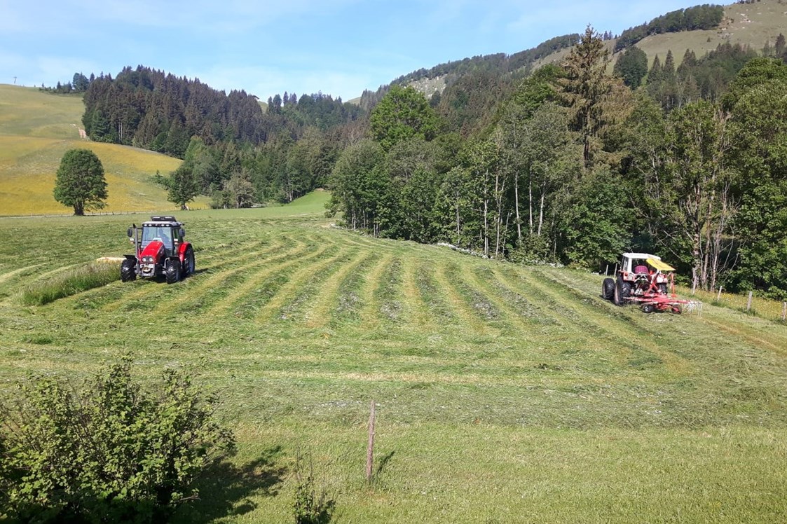 Ferien Bauernhof: Unsere beiden Traktoren - Urlaub am Foidlhof
