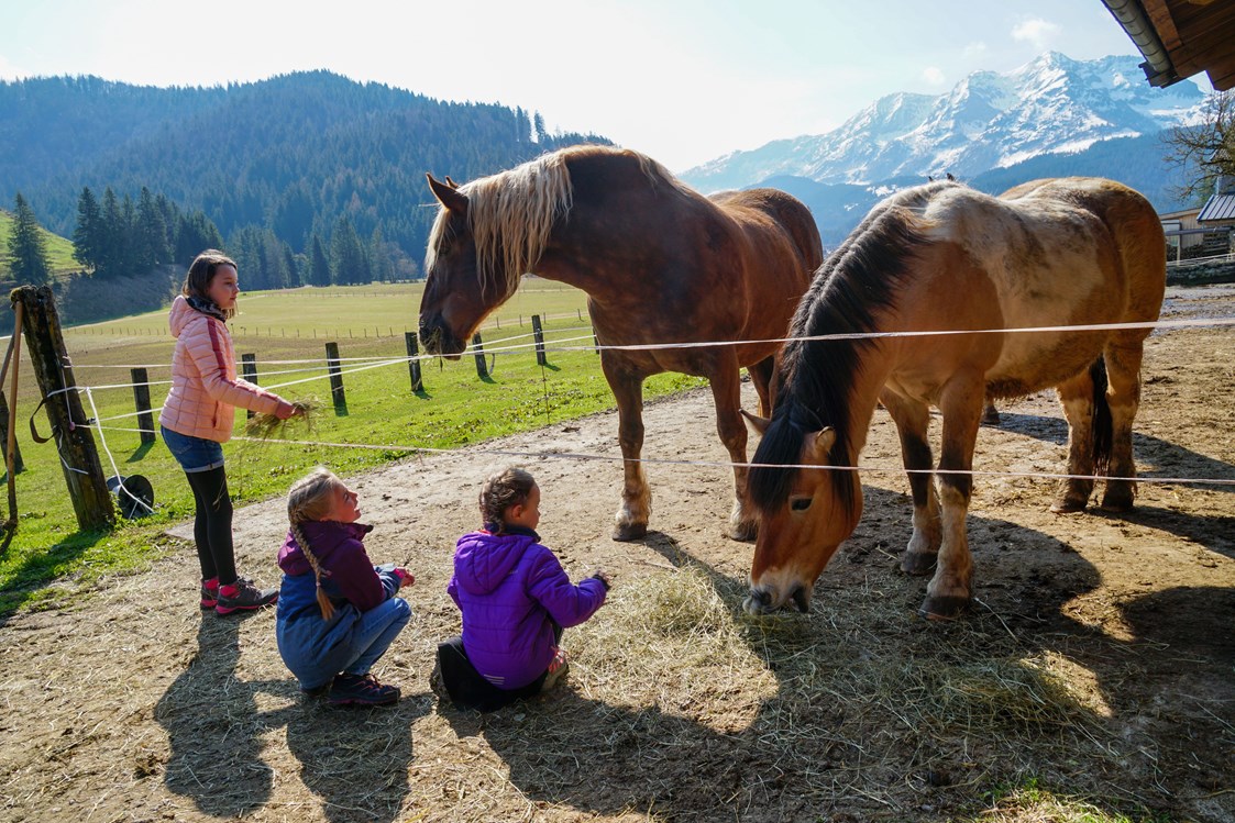 Ferien Bauernhof: Pferde "Kamilla" und "Kokosch" - Urlaub am Foidlhof
