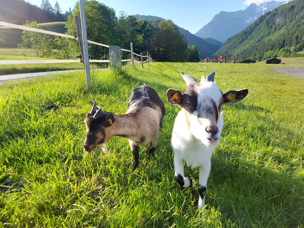 Urlaub am Foidlhof I nostri animali Le nostre capre nane