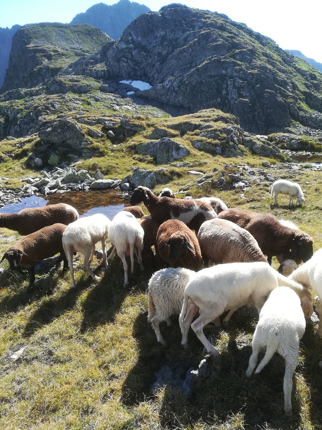 Ferien Bauernhof: Schafe auf der Alm - Auerhof