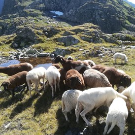 Ferien Bauernhof: Schafe auf der Alm - Auerhof