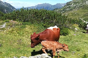 Ferien Bauernhof: Kuh mit neugeborenen Kalb auf der Alm - Auerhof