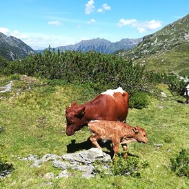 Ferien Bauernhof: Kuh mit neugeborenen Kalb auf der Alm - Auerhof