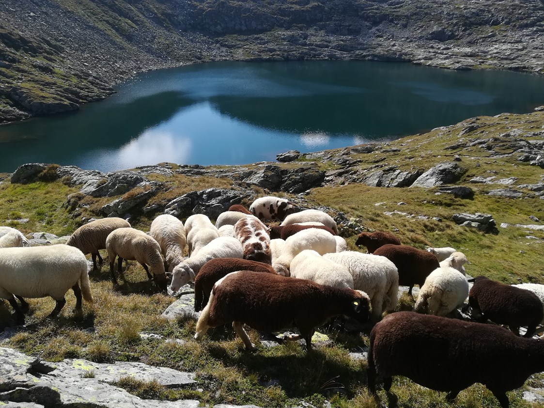 Ferien Bauernhof: Schafe am Klafferkessel - Auerhof