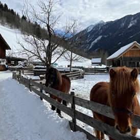 Ferien Bauernhof:  Isländerpferde Kaspar und Swawa - Auerhof