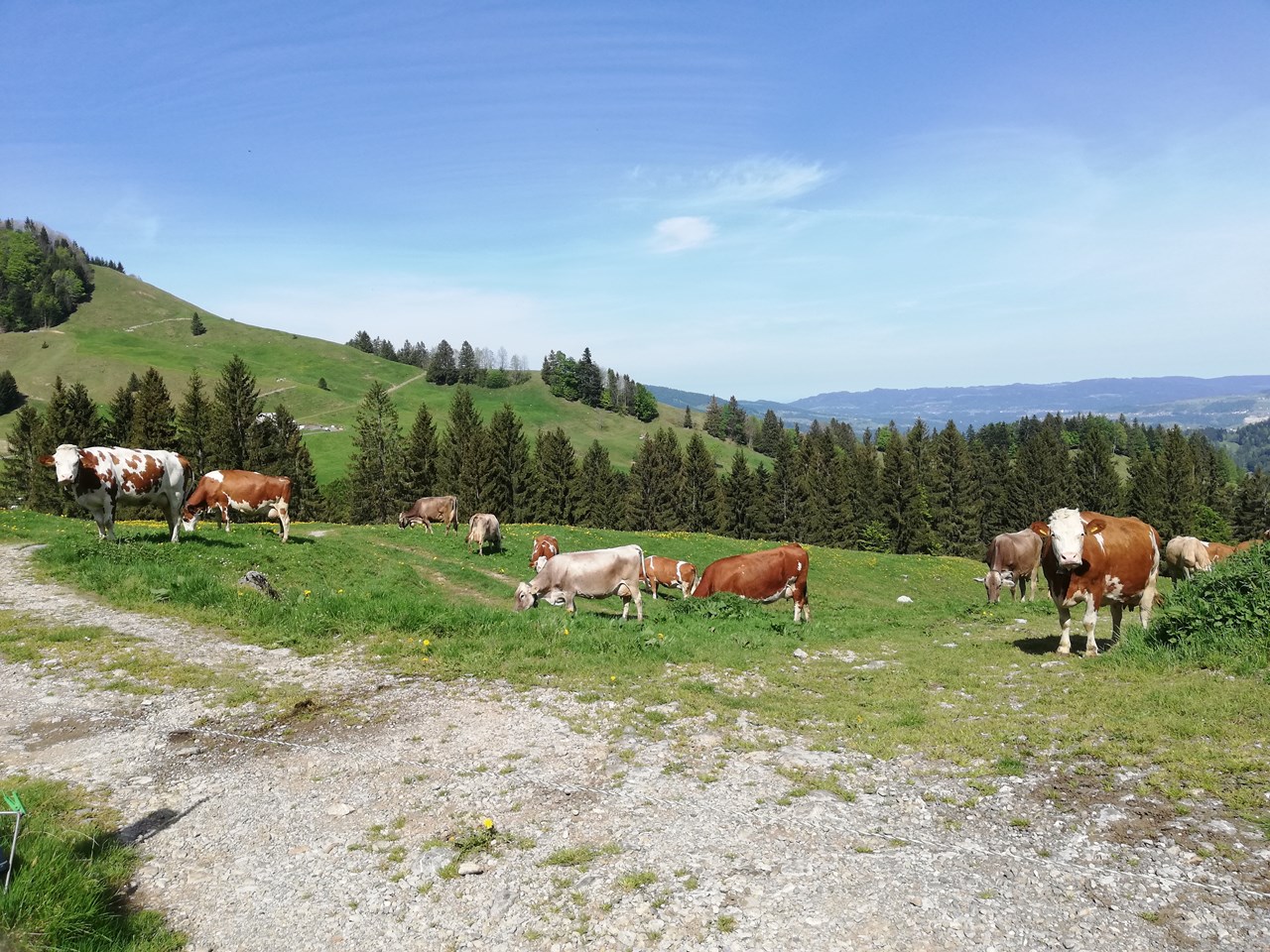 Ausblickhof I nostri animali Simmental e Brown Swiss