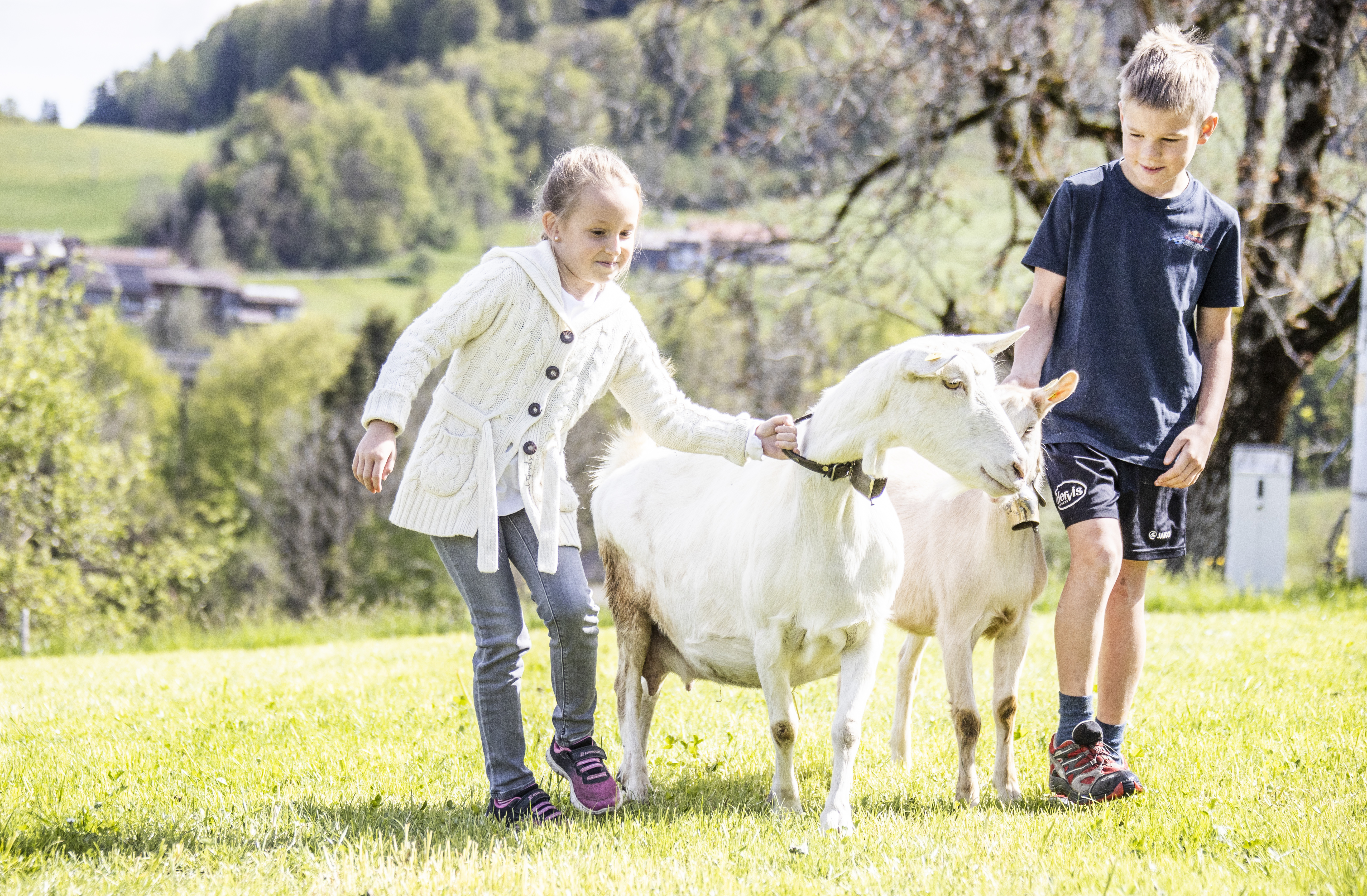 Ausblickhof Naše životinje Koze & Svinje