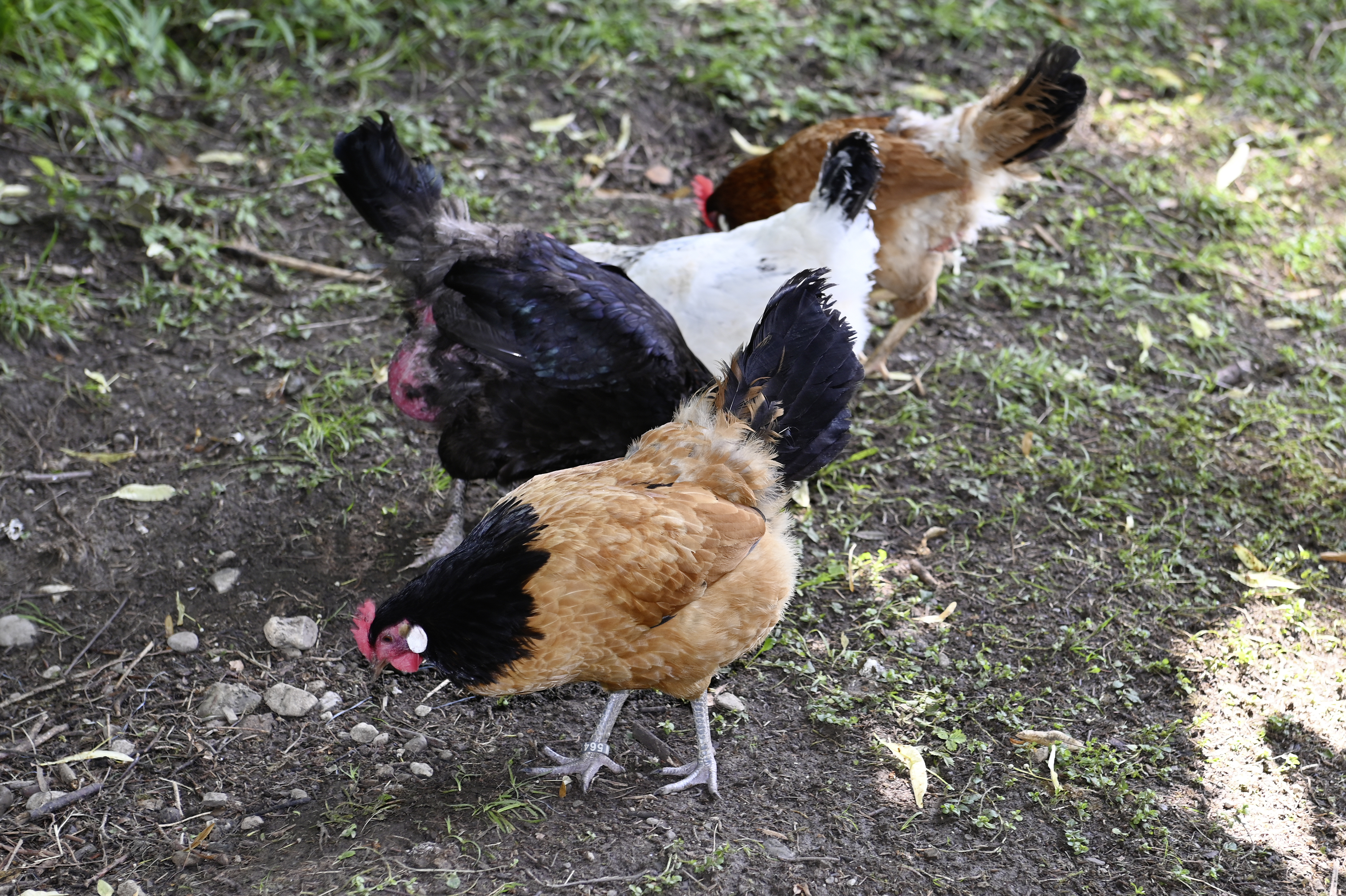 Ausblickhof Naše životinje G, G, G kokoši su ovdje