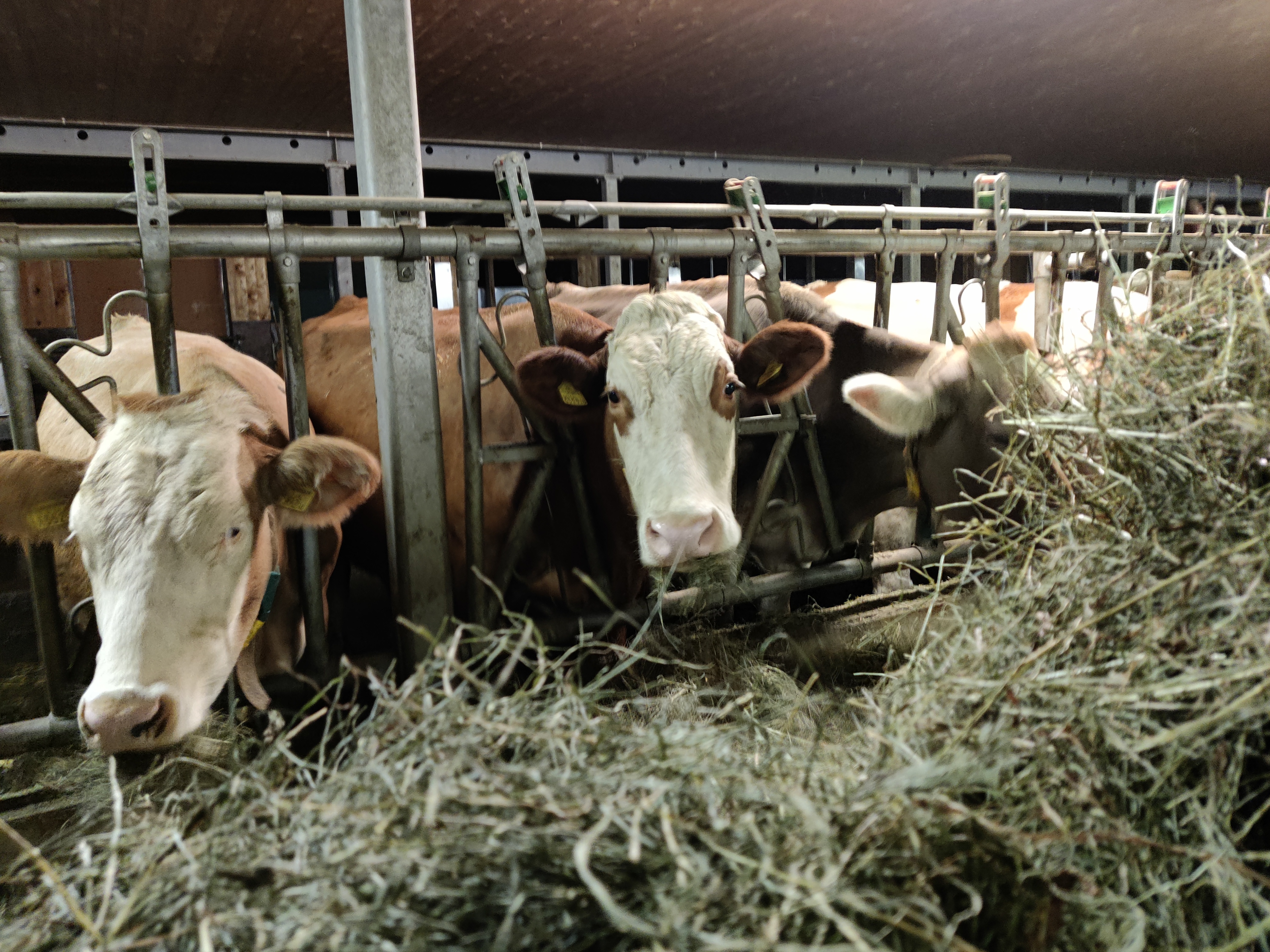 Ferien Bauernhof: Ausblickhof