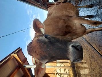 Baby-/Kinderbauernhof Stefflhof unsere Tiere Kühe