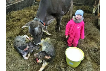 Ferien Bauernhof: Kuh beim Kalben  - Beim Heiß'n