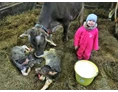 Ferien Bauernhof: Kuh beim Kalben  - Beim Heiß'n