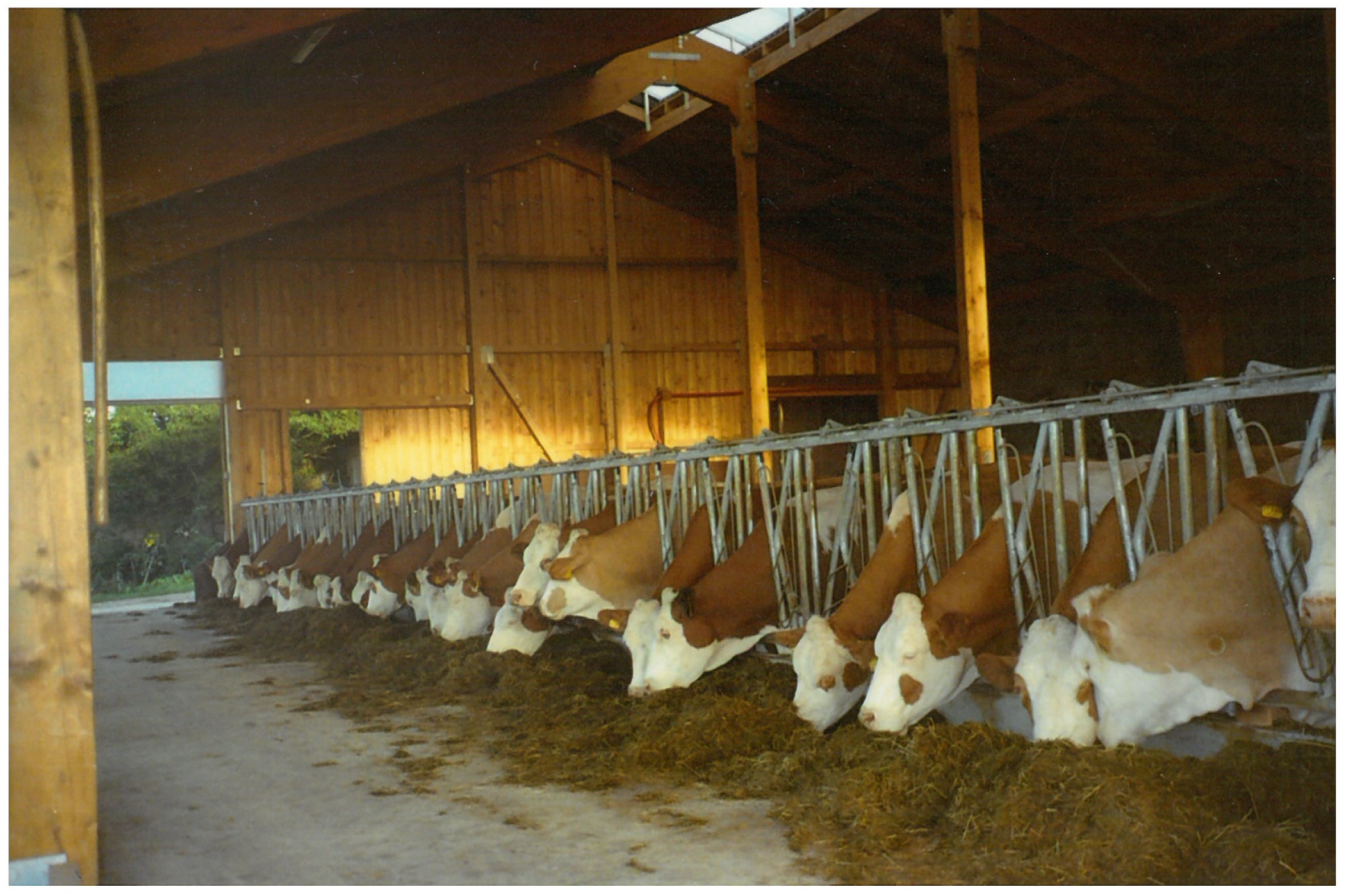 Ferien Bauernhof: Blick in den Kuhstall - Schnellnhof