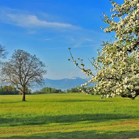Ferien Bauernhof: Blick von der Terrasse bis zum Chiemsee und die südlich gelegenen Alpen - Moier-Hof LEX